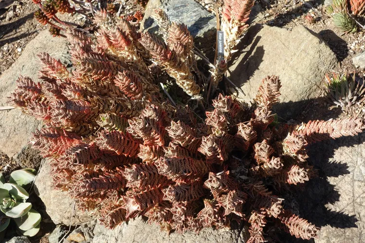Aloe juvenna - Aloe juvenna (Pflege, Merkmale, Blume, Bilder, Giftig)