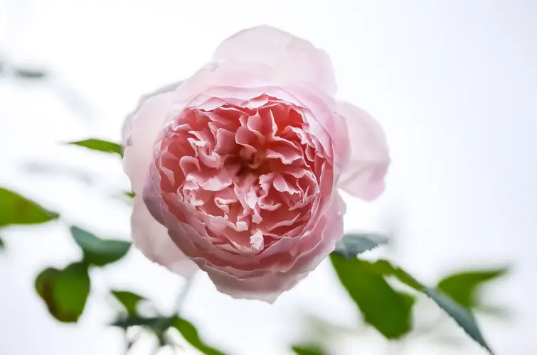 Rosa 'The Alnwick Rose'
