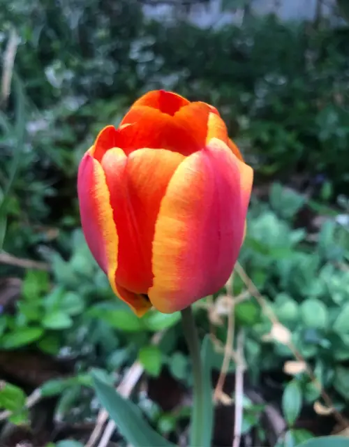 Tulips 'Avignon'