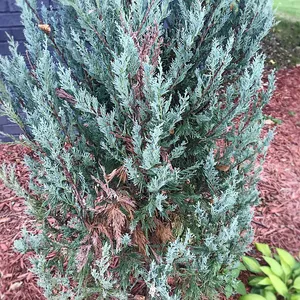 schmale hecke kirschlorbeer Kirschlorbeer Genolia ® (Prunus laurocerasus) | 125-150 cm mit Wurzelballen