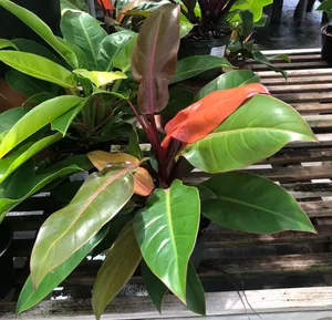 bird of paradise flower plant Yellow bird of paradise starter plant **(ALL plants require you to pur –  GoldenGreeneryCo