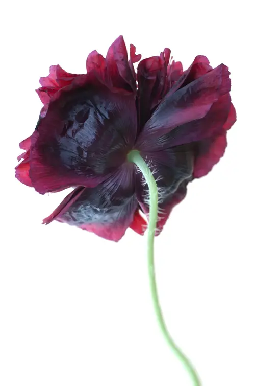Opium poppy 'Black Paeony'
