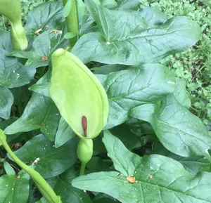 zimmerpflanze lange stiele Alocasia zebrina 'Black Stem'