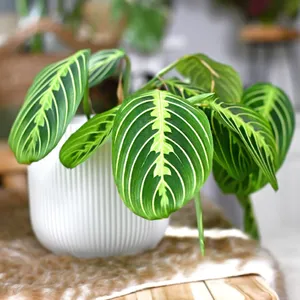 マランタ・リュコネウラ 'レモン・ライム' (Maranta leuconeura 'Lemon
