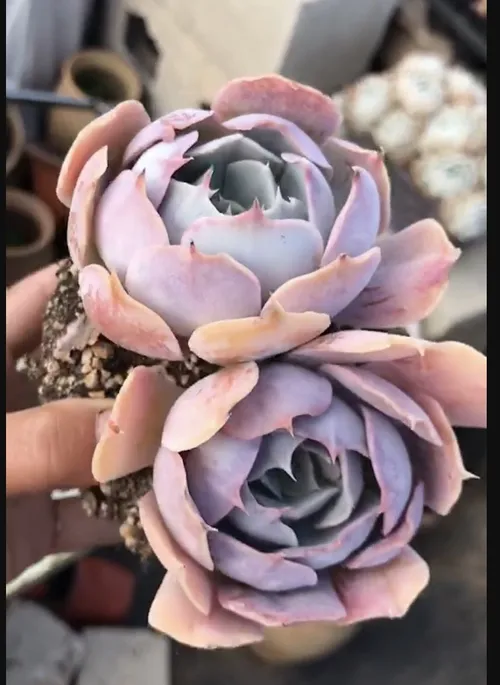 ポルックス (Echeveria 'Pollux') - PictureThis