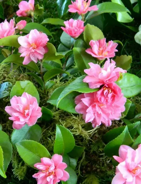 Camellias 'Fragrant Pink'