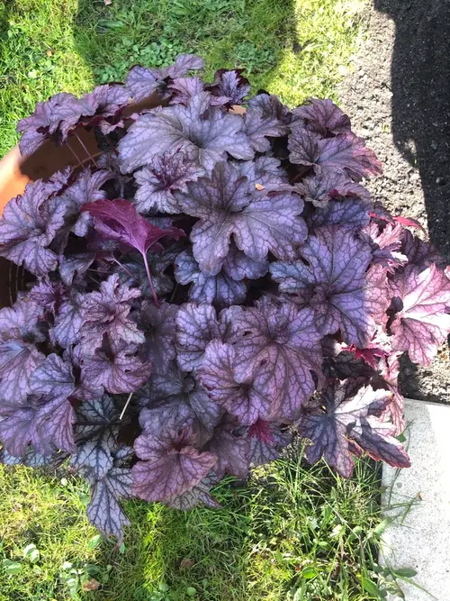 Coral bells 'Forever Purple'