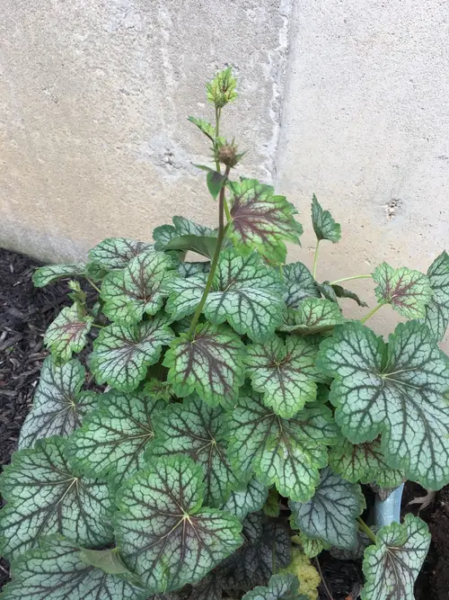 American alumroot 'Green Spice'