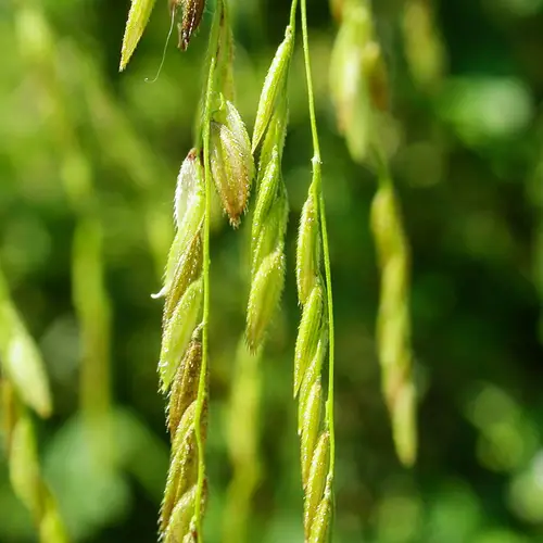 Rice cutgrass