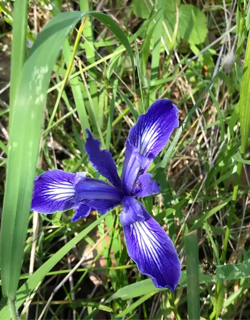 Bowltube Iris