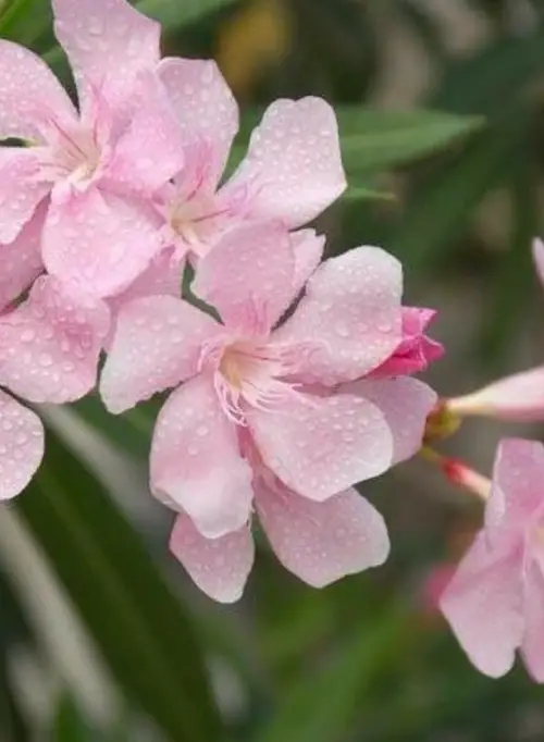 Nerium oleander 'Hardy Pink'