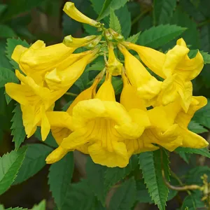 キンレイジュの花木　希少な花木で春から晩秋まで綺麗な黄色の花が咲き続けます。 キンレイジュ (金鈴樹) (ケア, 特徴, 花, 画像)