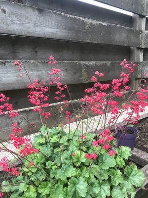 ヒューケラ 'Red Spangles' (Heuchera × brizoides 'Red Spangles