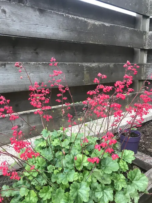 Coral bells 'Red Spangles'