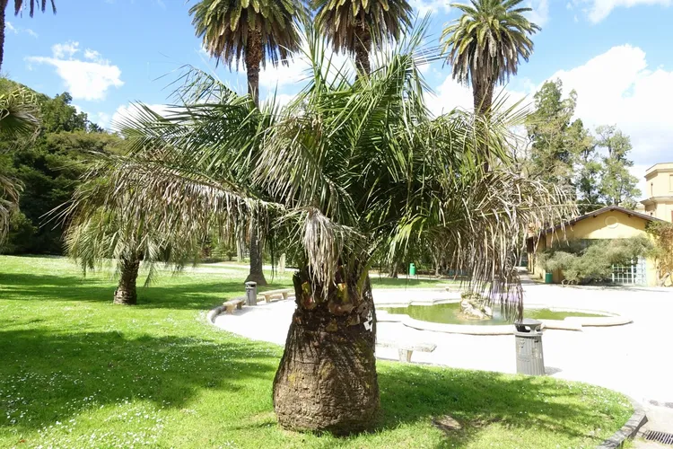 チリサケヤシ（智利酒椰子） (Jubaea chilensis) - PictureThis