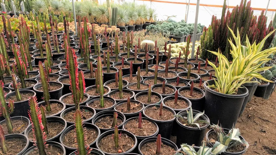 ベニサイウンカク（紅彩雲閣） (ケア, 特徴, 分布, 画像)