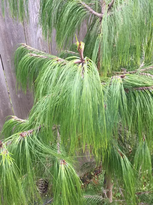 Mexican weeping pine