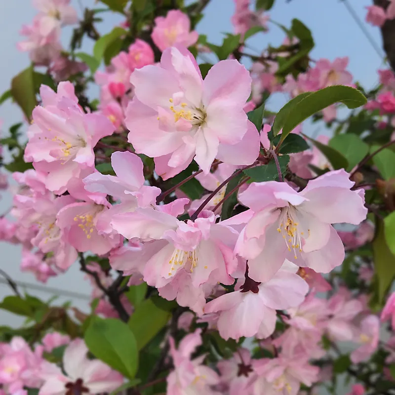ハナカイドウ（花海棠）の利点を探る：利用方法、ケア、及び生態