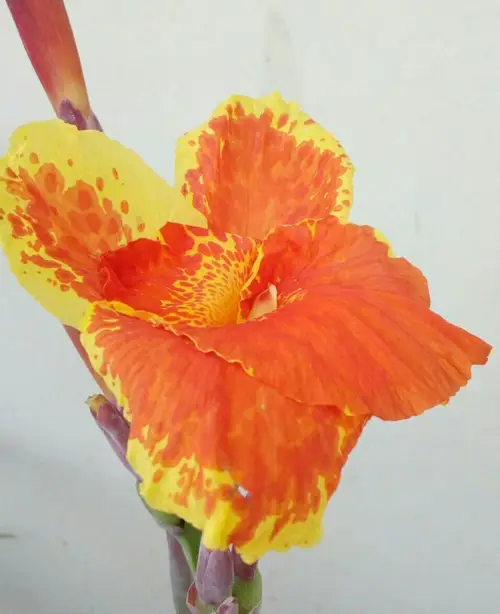 Canna lilies 'Yellow King Humbert'
