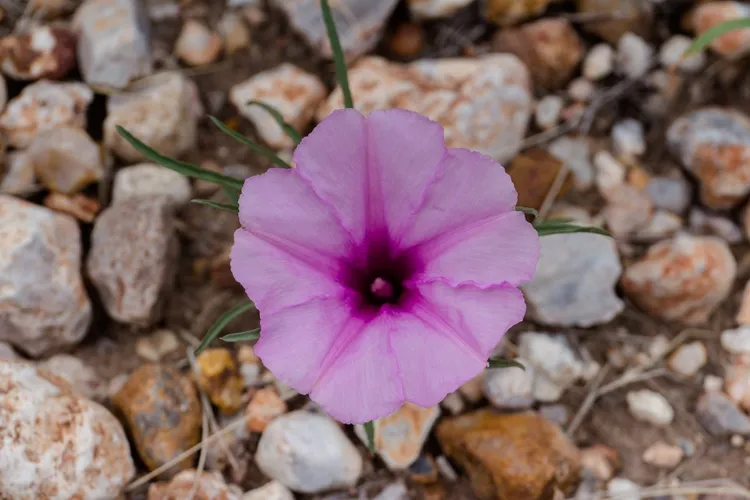 イポメア ボルシアーナ (Ipomoea bolusiana) - PictureThis