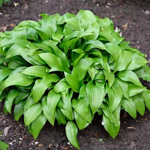 コバギボウシ（小葉擬宝珠） コバギボウシ（小葉擬宝珠） (Hosta sieboldii) - PictureThis