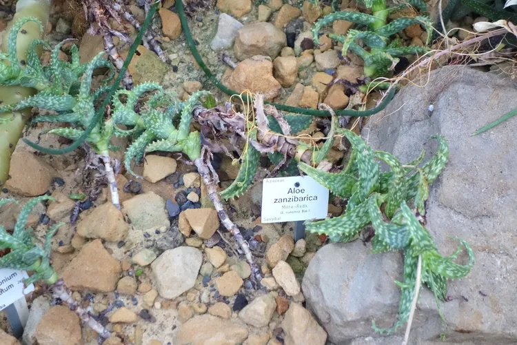 Tiger tooth aloe - Aloe juvenna (Care, Characteristics, Flower, Images,  Toxic)