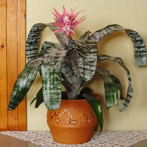 Lanzenrosette - Aechmea fasciata (Pflege, Merkmale, Blume, Bilder)