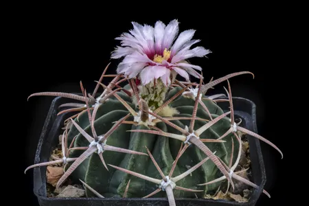Teufelsnadelkissen (Echinocactus texensis) - PictureThis