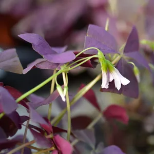 オキザリス・トリアングラリス 'マイケ' (Oxalis triangularis 'Mijke