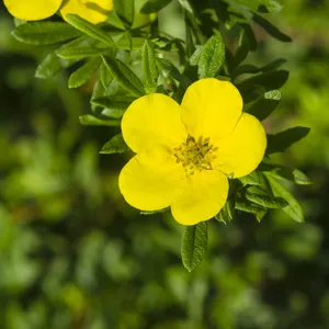 キンロバイ（金露梅） (Dasiphora fruticosa) - PictureThis