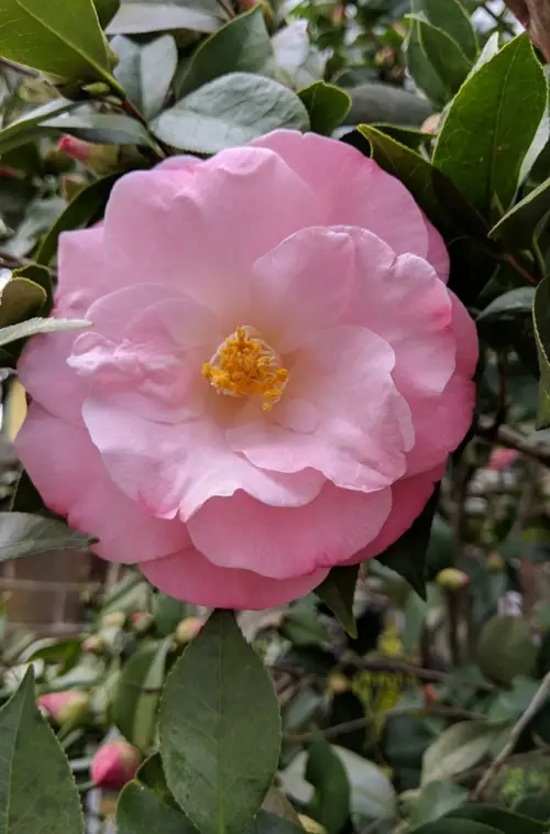 Japanese camellia 'April Remembered'