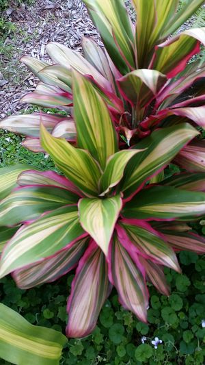 コルディリネ・フルティコサ 'キウイ'の育て方・栽培方法