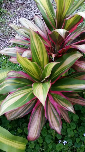 ドラセナキウイ 苗 リュウゼツラン 科 観葉植物 コルジリネ ドラセナキウイ 苗 リュウゼツラン 科 観葉植物 コルジリネ