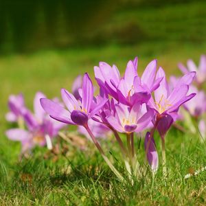 Colquico Cólquico - Colchicum autumnale (Cuidado, Características, Flor ...