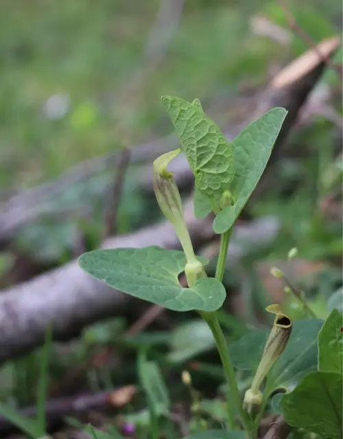 Green-flowered birthwort