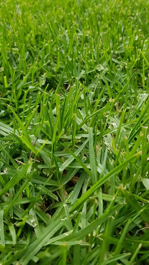 Kikuyu grass