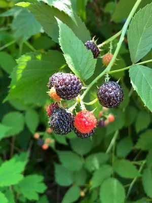 🍀 How to Grow and Care for Black raspberry 'Jewel'