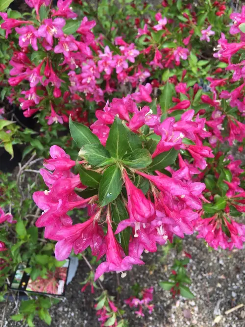Rhododendron cilié