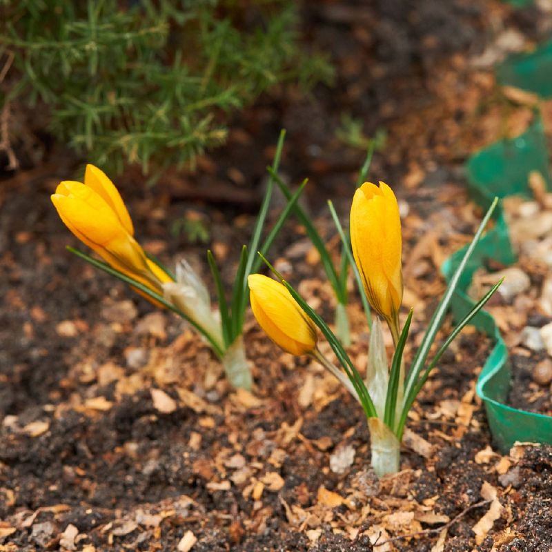 Discover the Surprising Benefits of Snow crocus for Your Garden