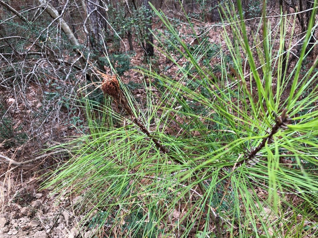 How Can Khasi pine Enhance Your Landscape Design?