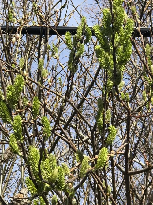 Willows - Salix (Taxonomy, Characteristics, Distribution, Images)