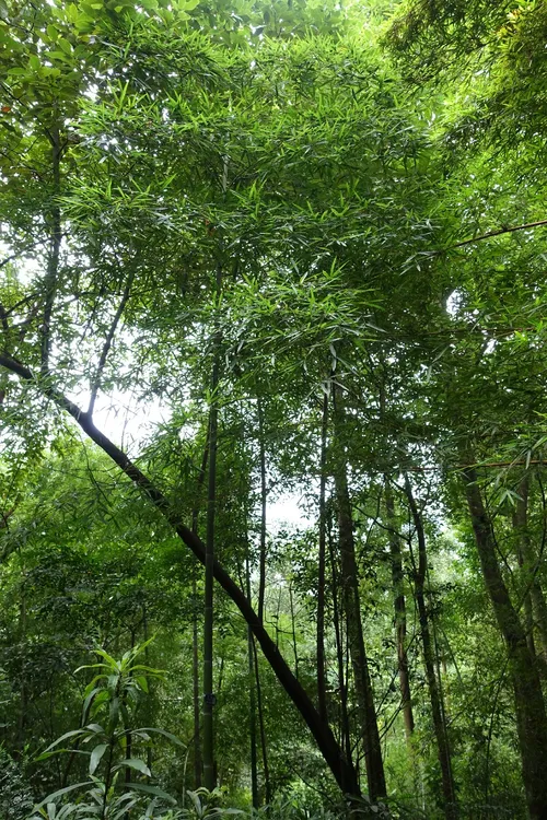 Moso-bambus - Phyllostachys edulis (Taxonomie, Merkmale, Symbolik, Bilder)