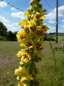 What is the Optimal Temperature for Black mullein? (Range, Effects, and ...