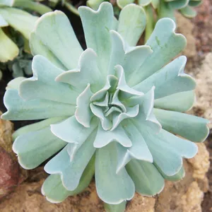 ルンヨニーの育て方・栽培方法