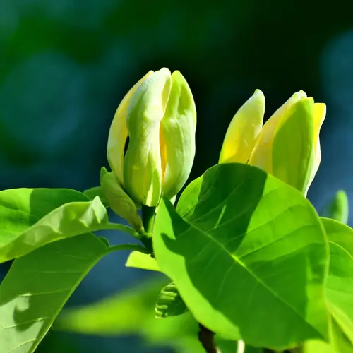 Gelbblütige Gurken-Magnolien