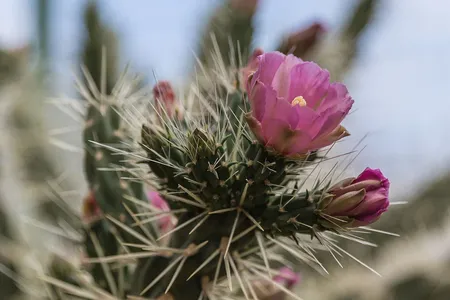 Pycnantha cactus (Opuntia pycnantha) - PictureThis