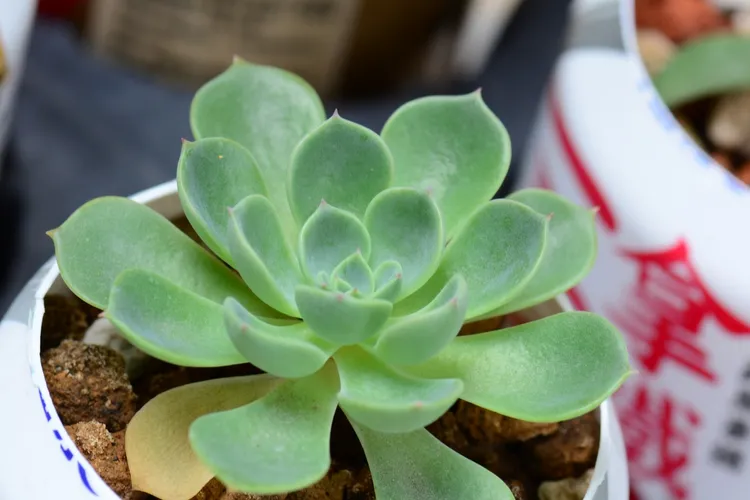 シチフクジン（七福神） (ケア, 特徴, 象徴, 画像)