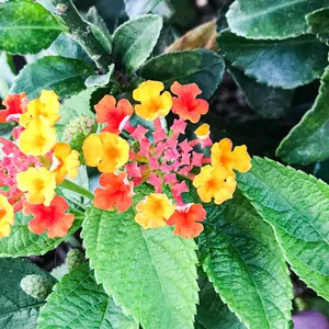 How to Grow and Care for Texas lantana