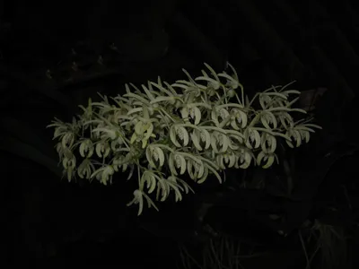 タイミンセッコク（大明石斛） (ケア, 特徴, 花, 画像)