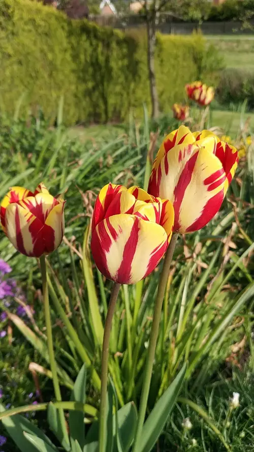 Tulips 'Helmar'